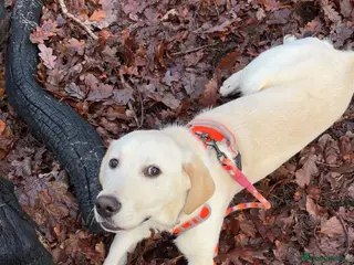 Labrador Retriever dogs Milo the Labrador - Advert 1