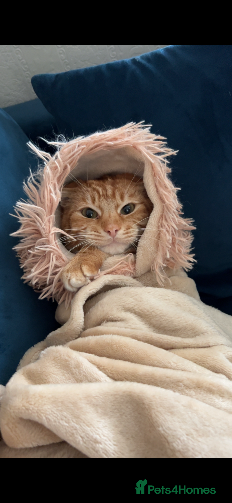 Mixed Breed cats 1 year old Male Ginger Cat - Advert 1
