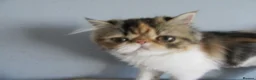 Persian cats for sale: Fantastic Female Persian kitten ready now - Advert 13