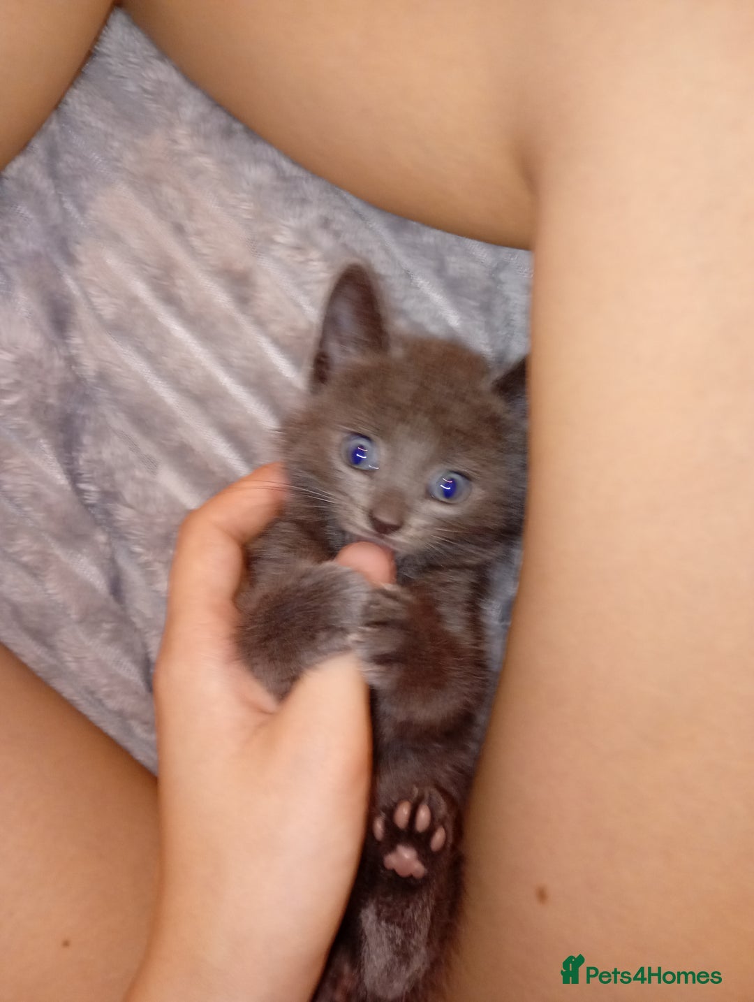 Bombay cats for sale: BSHxRagdoll🐈‍⬛ - Image 9