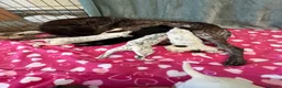 German Shorthaired Pointer dogs for sale: 6 beautiful German short haired pointer puppies  - Advert 2