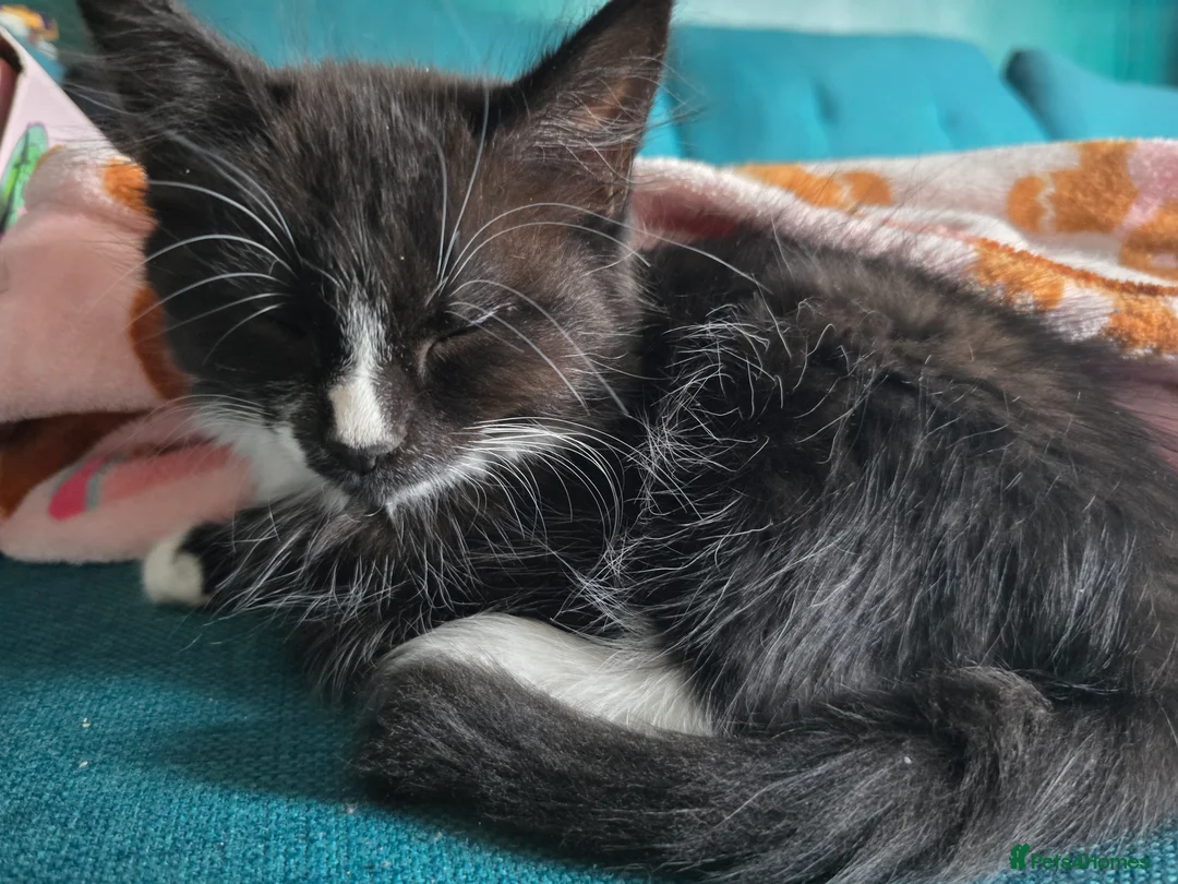 Mixed Breed cats for sale: Last fluffy kitten  - Advert 5