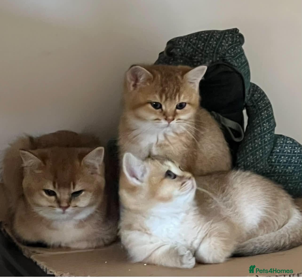 British Shorthair cats Stunning Purebred Golden BSH Kittens - Advert 1