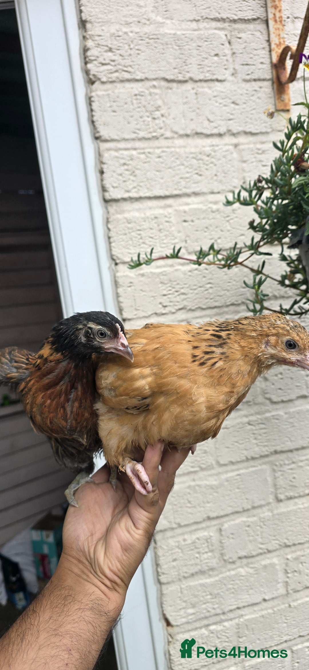 Chickens poultry for sale: two hens and two roosters  - Image 3