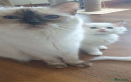 Ragdoll cats for sale: Beautiful GCCF lilac and Cream Point kittens - Image 18