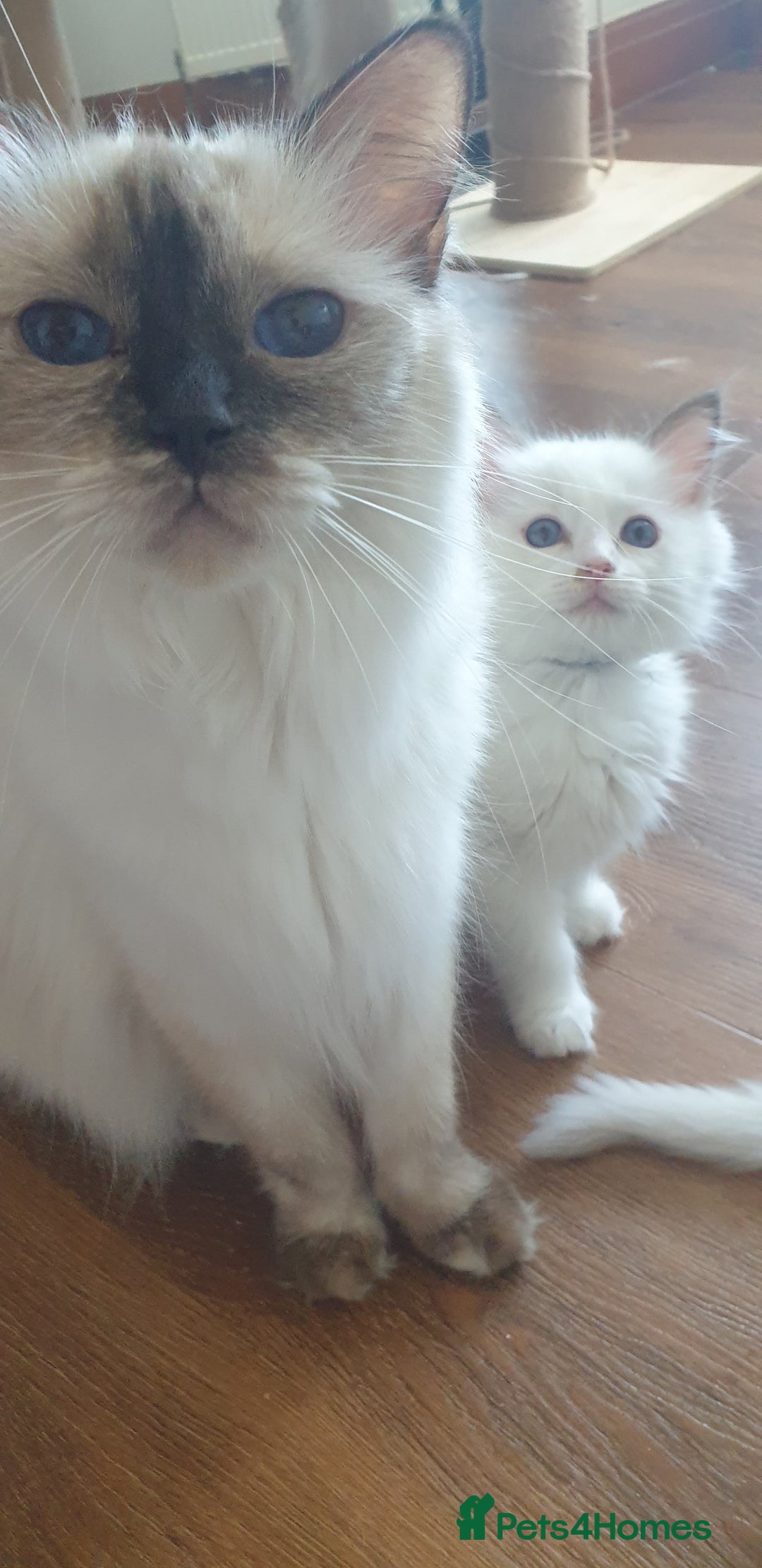 Ragdoll cats for sale: Beautiful GCCF lilac and Cream Point kittens - Image 18