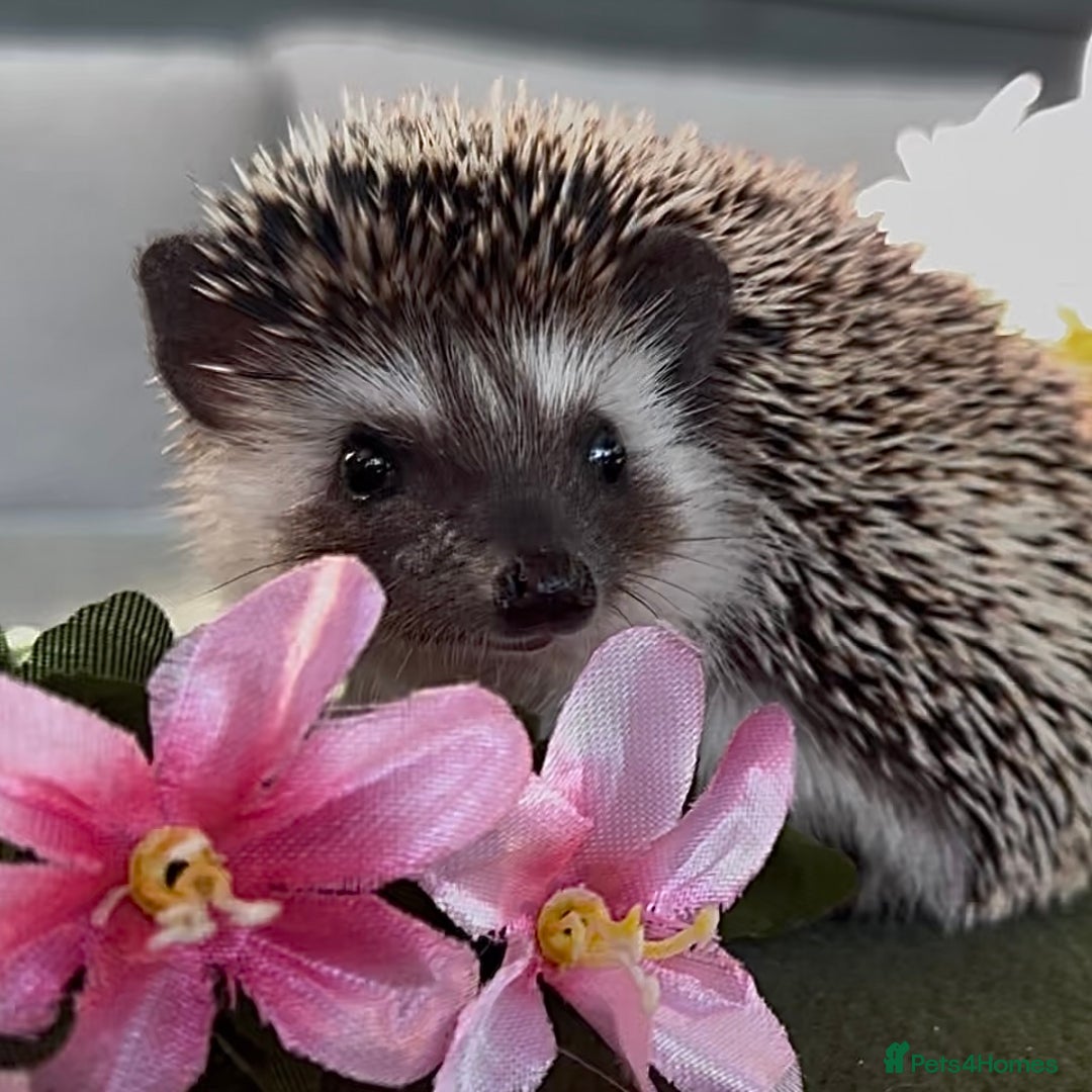 Pygmy Hedgehog rodents for sale: African Pygmy Hedgehog Ethically bred Girl 2 Boys  - Image 2