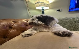 Cockapoo dogs for sale: Cockapoo puppies. Fully DNA tested.  - Advert 1