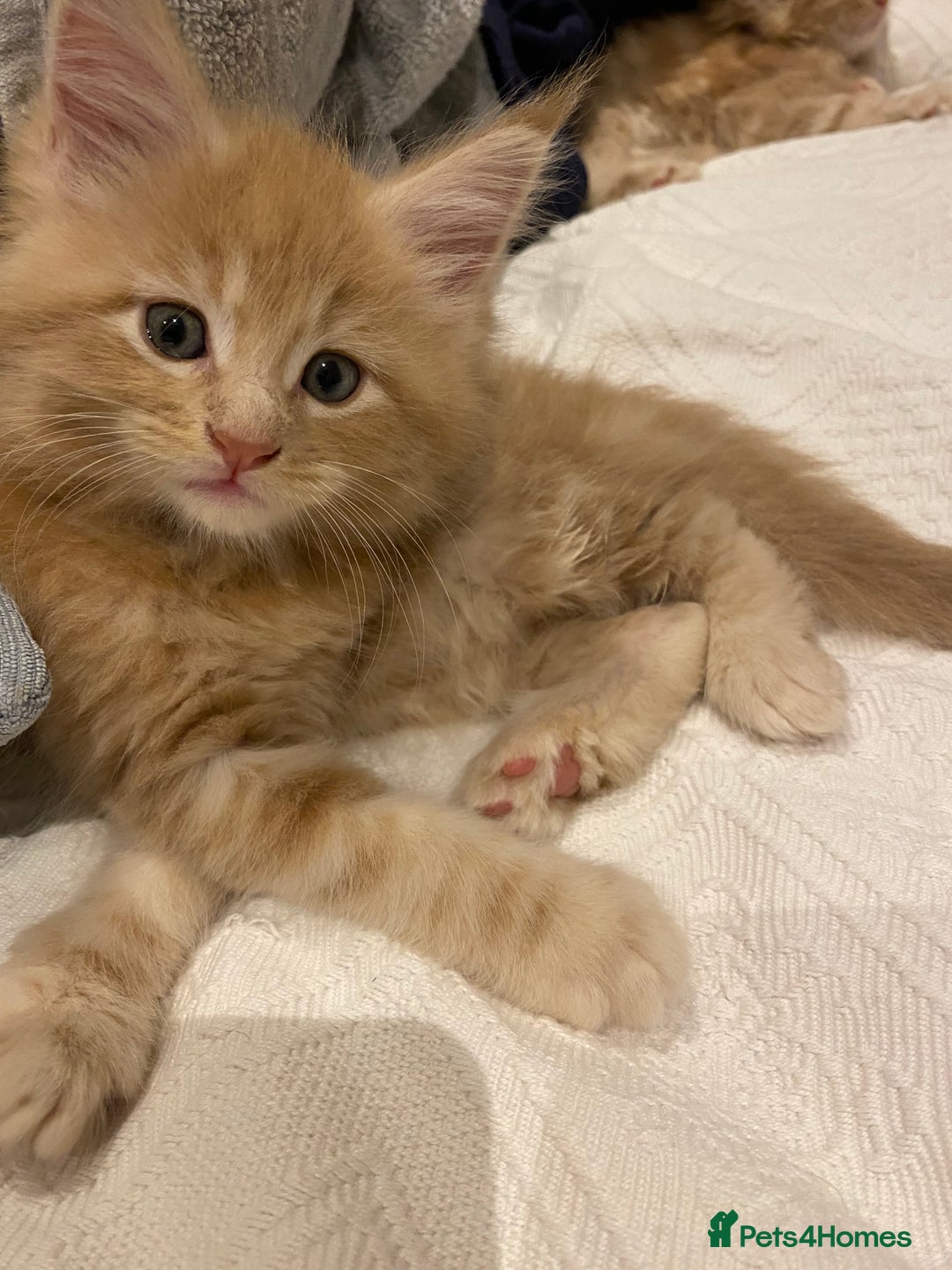 Maine Coon cats for sale: Maine coon kittens Russian/big - Advert 5