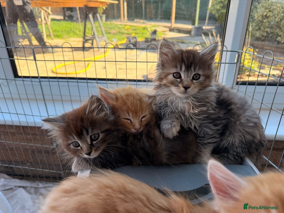 Maine Coon cats for sale: 🐾 Maine Coon Kittens X needing forever home 🐾 - Image 31