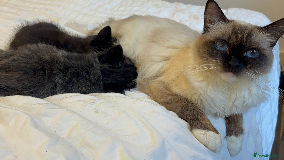 Mixed Breed cats for sale: Ragdoll mixed breed - Advert 20