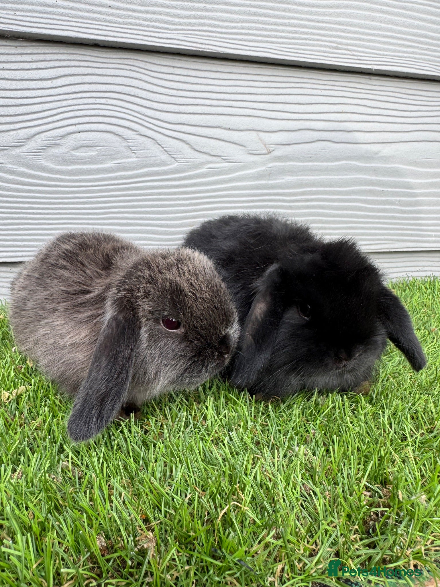 Mini Lop rabbits Mini Lop Show Bunnys Ready 22nd Aug £20 Deposit  - Advert 1