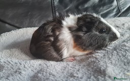 Guinea Pig rodents for sale: Baby guinea pigs for sale - Image 3