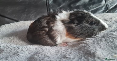 Guinea Pig rodents - Advert 2