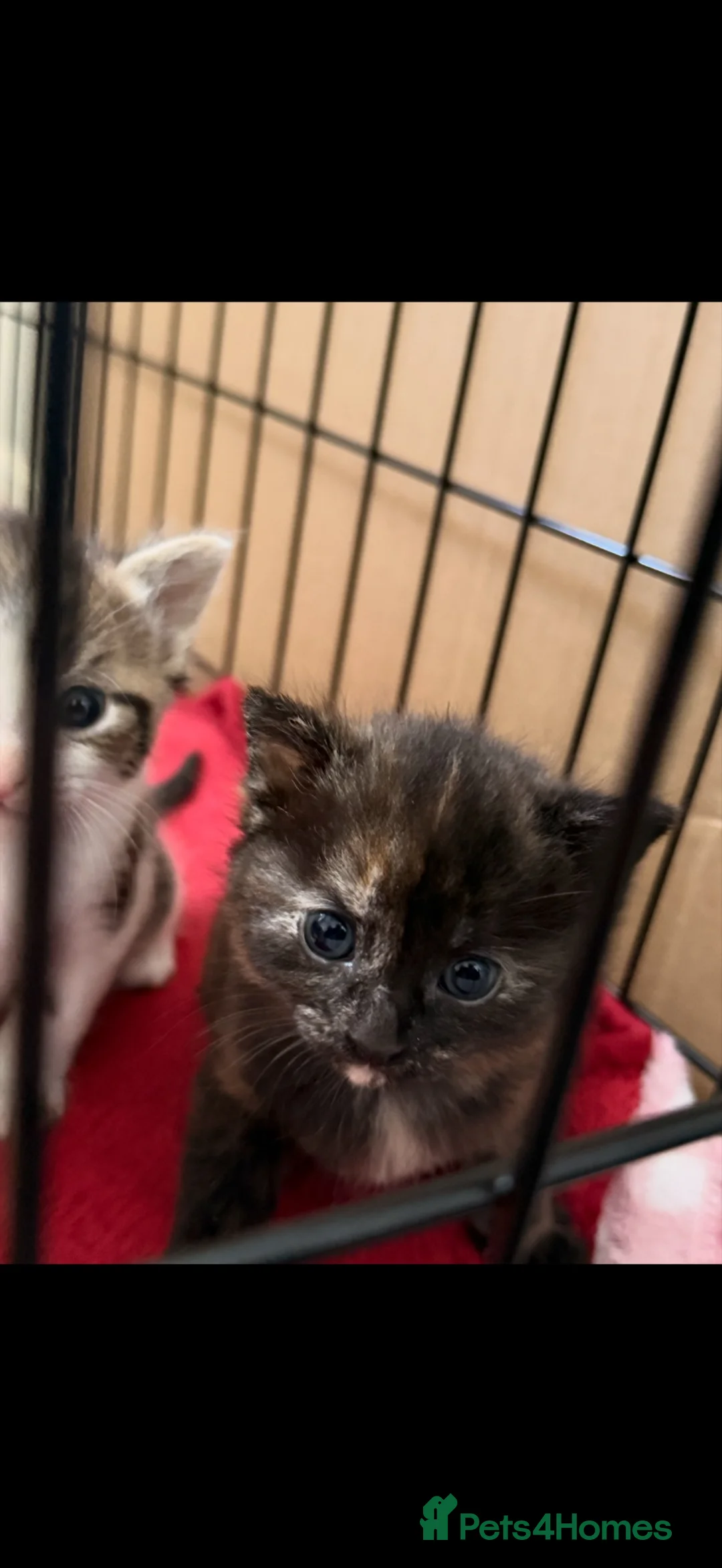 Mixed Breed cats for sale: 5 beautiful kittens  - Advert 25