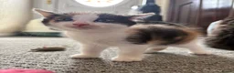 Mixed Breed cats for sale: Female Calico Kitten - Advert 2