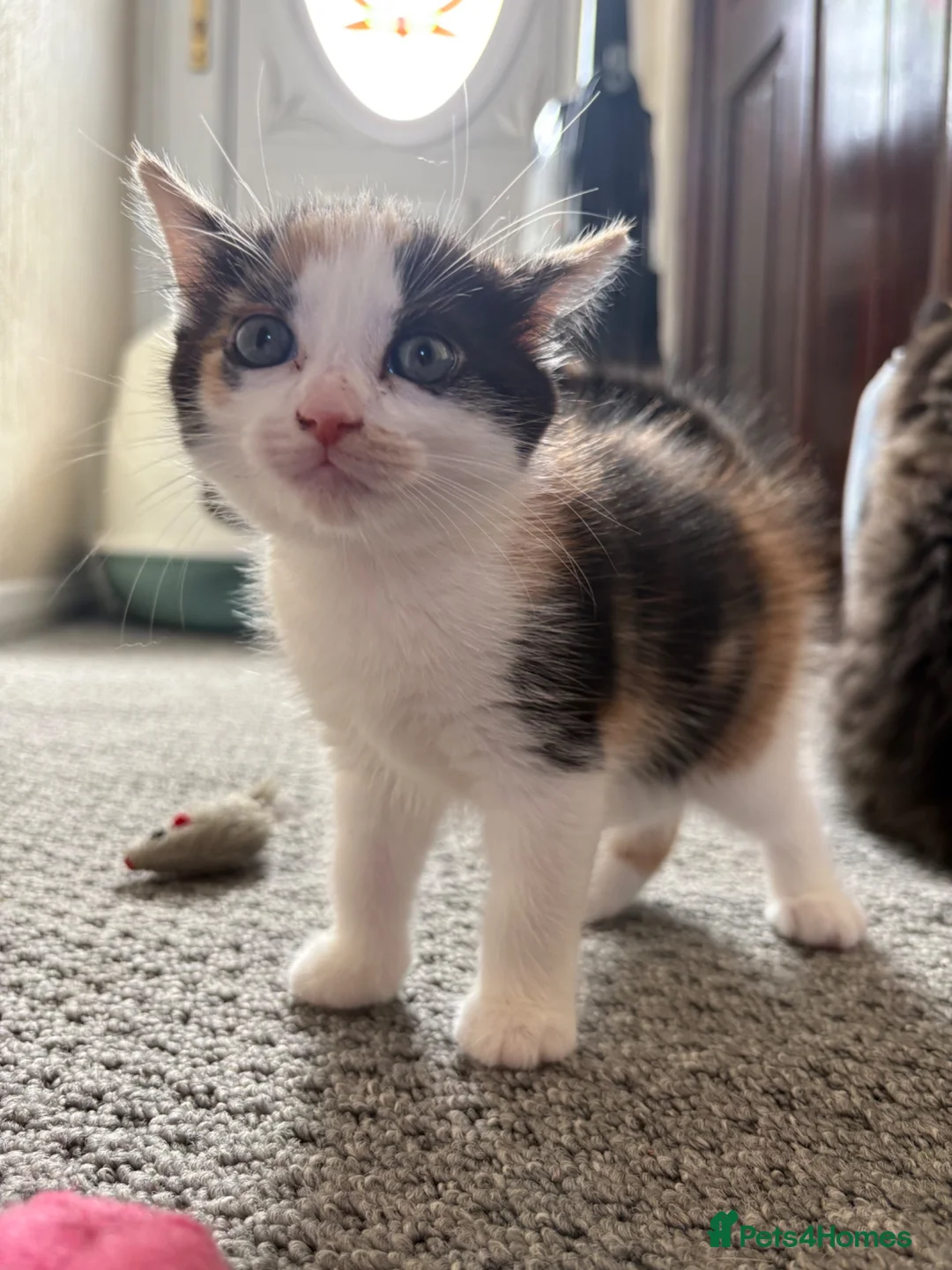 Mixed Breed cats for sale: Female Calico Kitten - Advert 2
