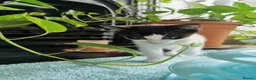 European cats for sale:  Two Kittens Looking for loving Home! 🏡❤️ - Advert 4
