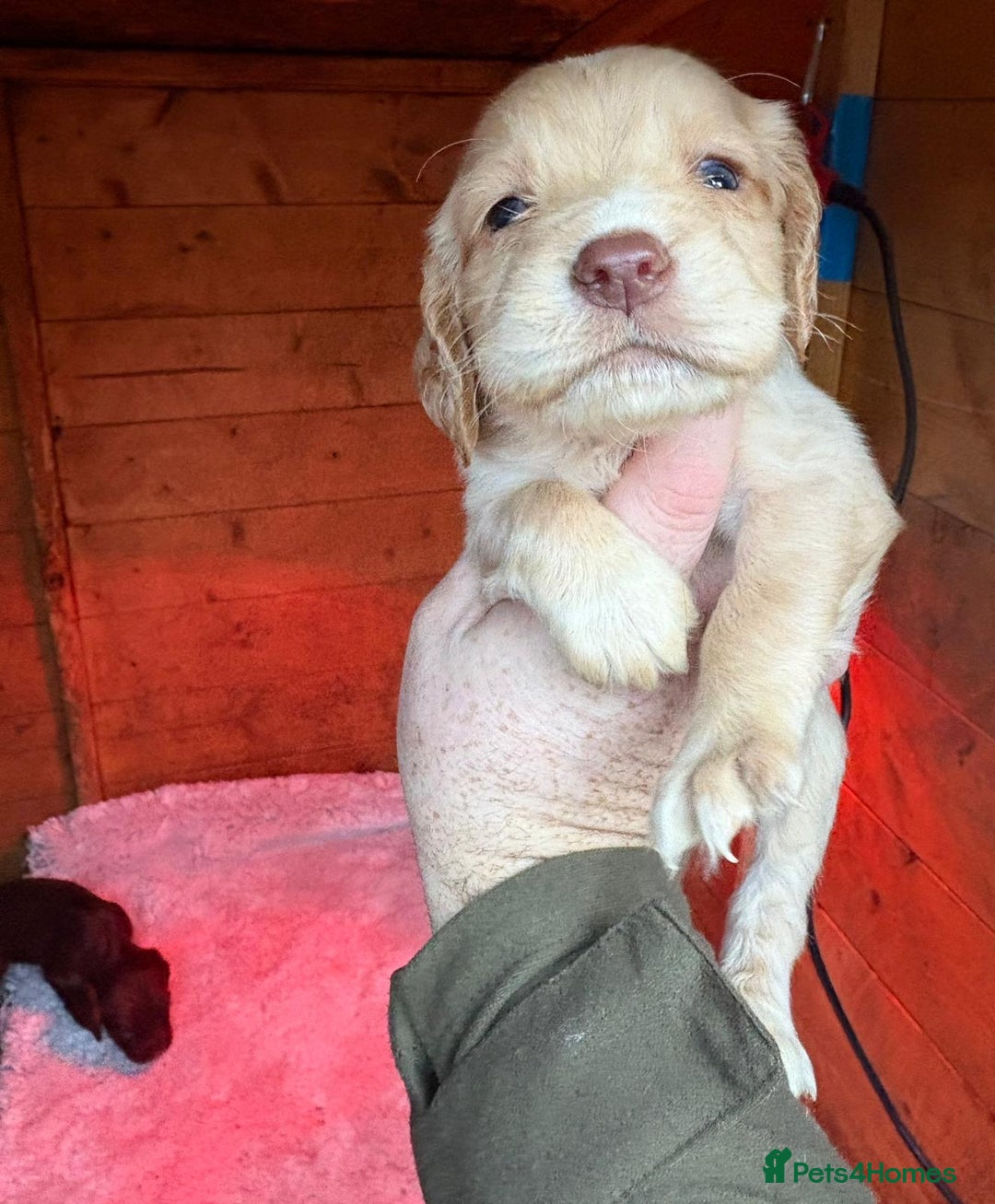 Cocker Spaniel dogs for sale: 🐶⭐️ Fantastic Working cocker spaniels  - Advert 3