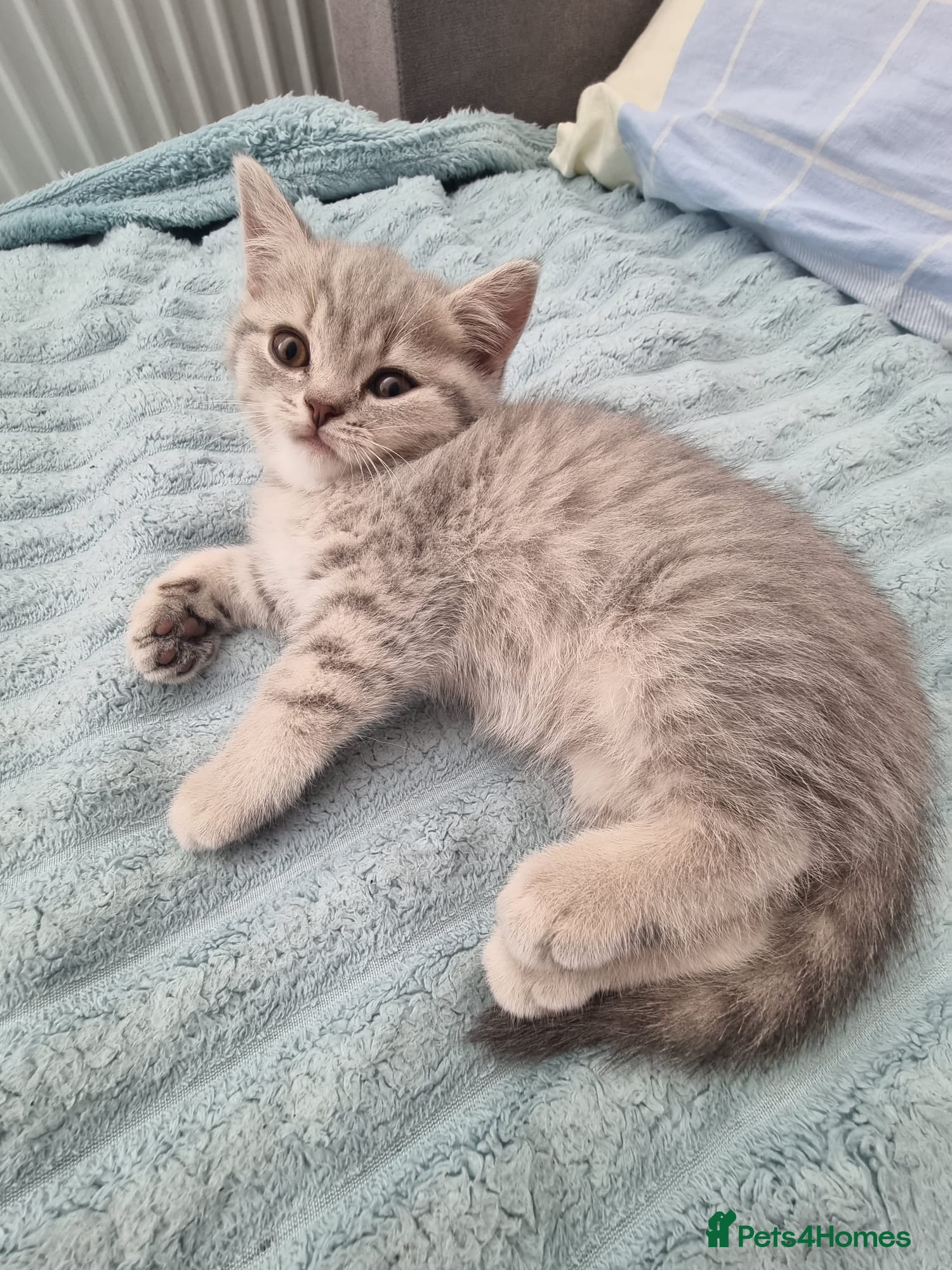 British Shorthair cats British shorthair kittens - Advert 1