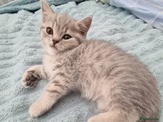 British Shorthair cats British shorthair kittens - Advert 1