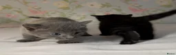 British Shorthair cats for sale: 2 British shorthair kittens for sale, 1 month old in Barnard Castle - Advert 3