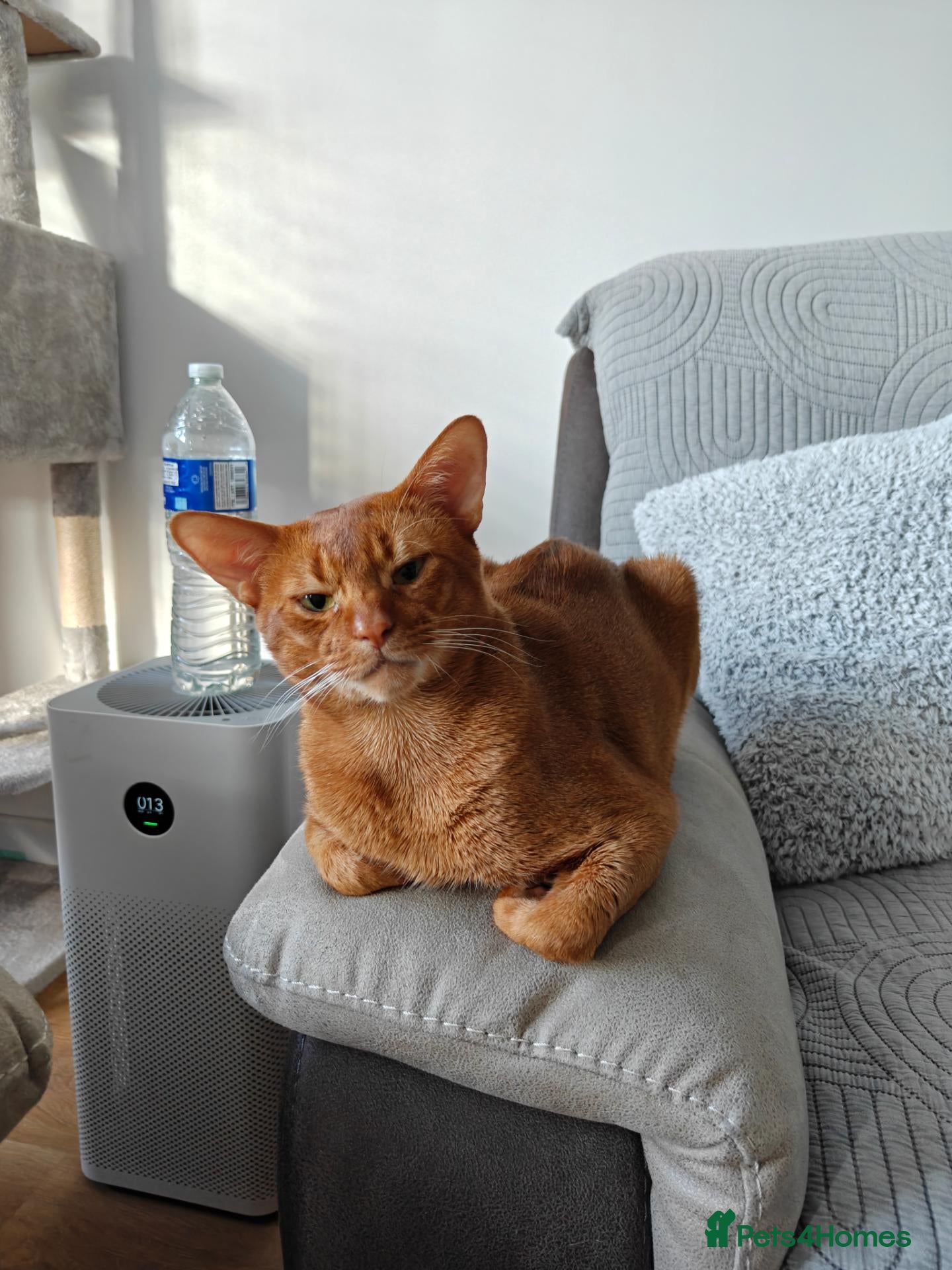 Abyssinian cats Cinnamon Abyssinian Boy! - Advert 13