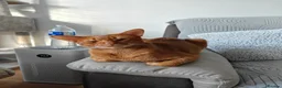 Abyssinian cats for stud: Cinnamon Abyssinian Boy! - Advert 1