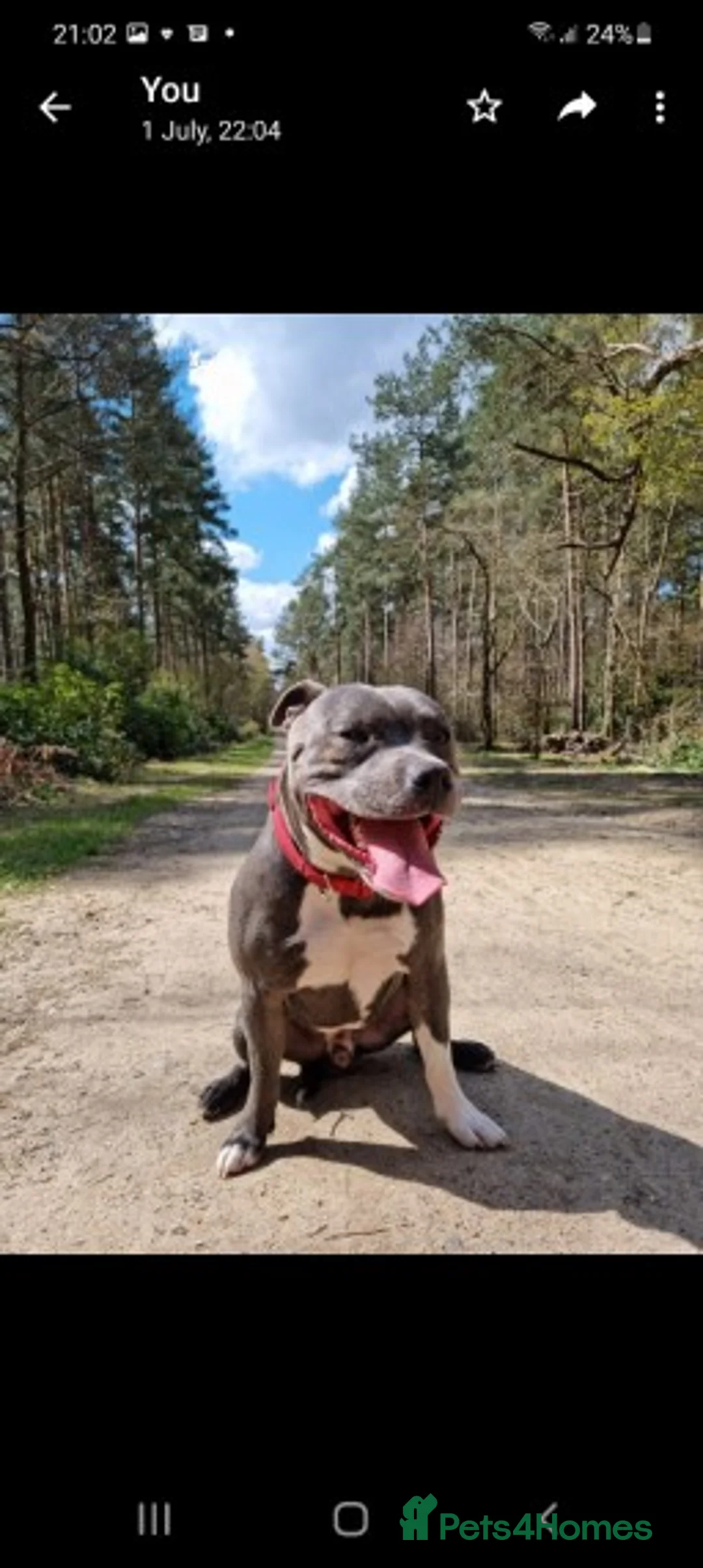 Staffordshire Bull Terrier dogs for stud: Proven Staffordshire Bull Terrier for stud in Farnborough - Advert 12