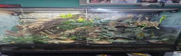 Gecko reptiles for sale: Madagascan Giant Day Gecko & terrarium  - Advert 5