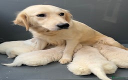 Golden Retriever dogs for sale: Golden Retriever Puppies 🐶🤍 - Image 16