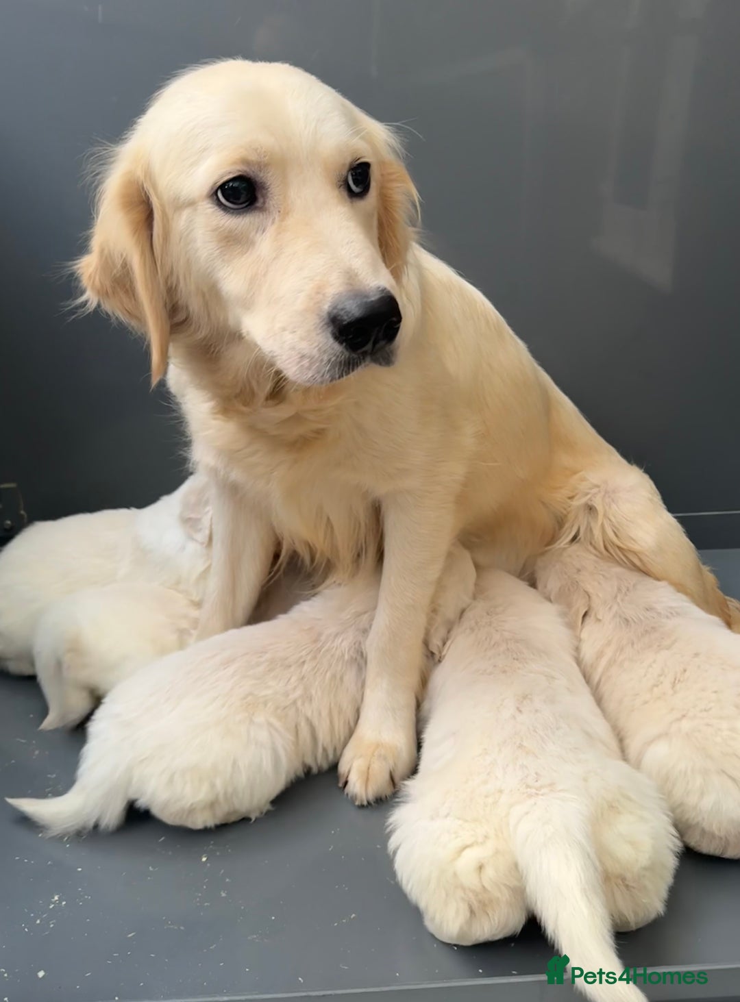 Golden Retriever dogs for sale: Golden Retriever Puppies 🐶🤍 - Image 16