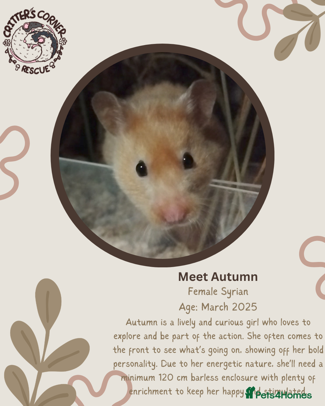 Hamster rodents 🐹 Female Syrian available for adoption 🐹  - Advert 3