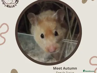 Hamster rodents 🐹 Female Syrian available for adoption 🐹 - Advert 3