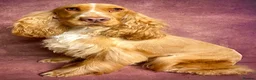 Bocker dogs for sale: Cocker spaniel show cross in Warrington - Advert 21