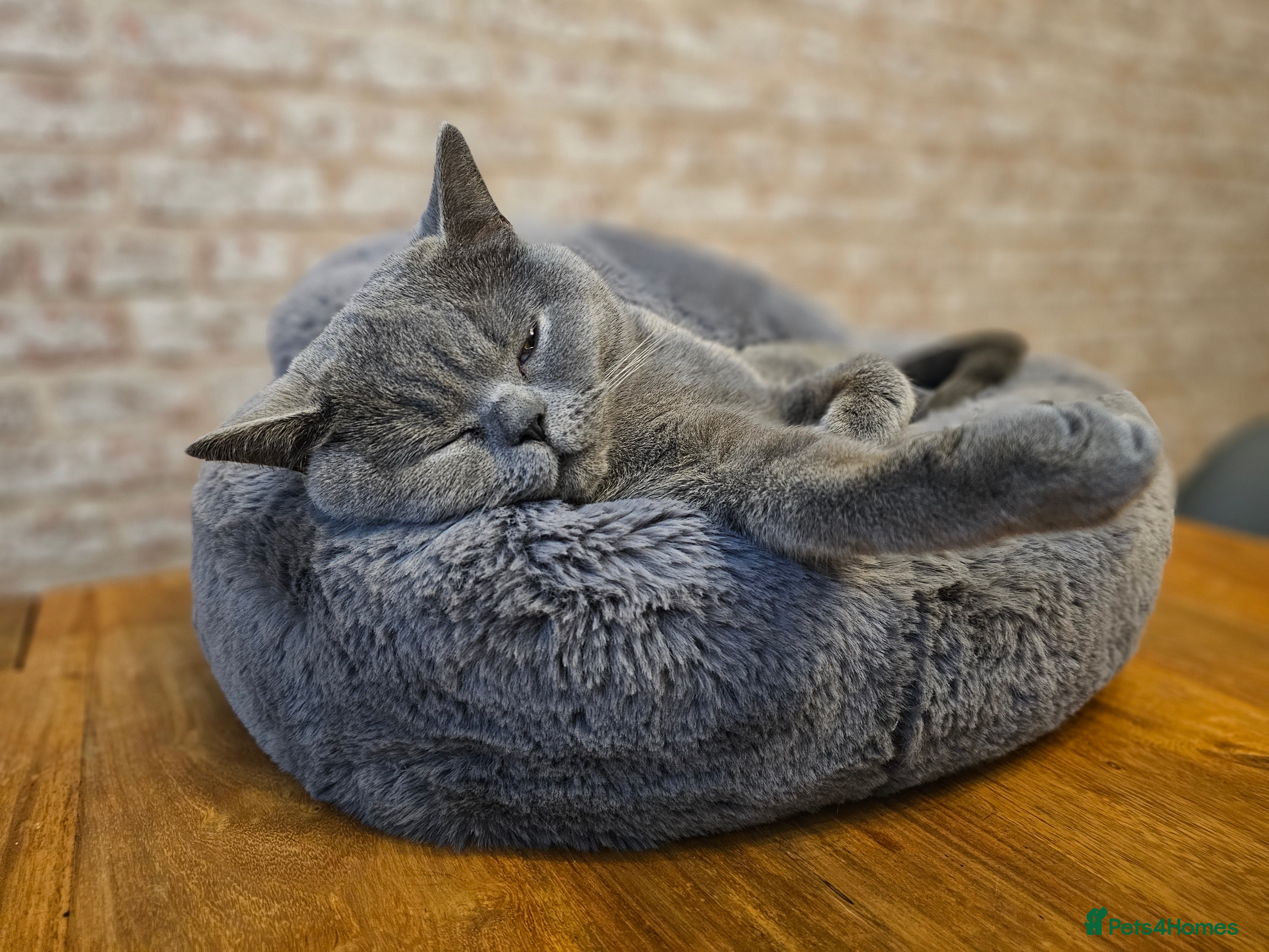 British Shorthair cats Gorgeous Female British Blue - Advert 7