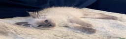 Ragdoll cats for sale: Beautiful blue point ragdoll kittens available now - Advert 2