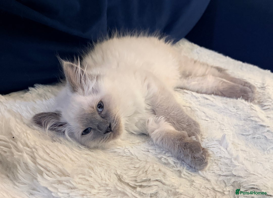 Ragdoll cats for sale: Beautiful blue point ragdoll kittens available now - Advert 2