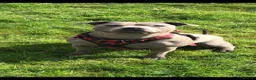 Staffordshire Bull Terrier dogs for sale: Staffordshire bull terrier puppies for sale in Andover - Advert 8