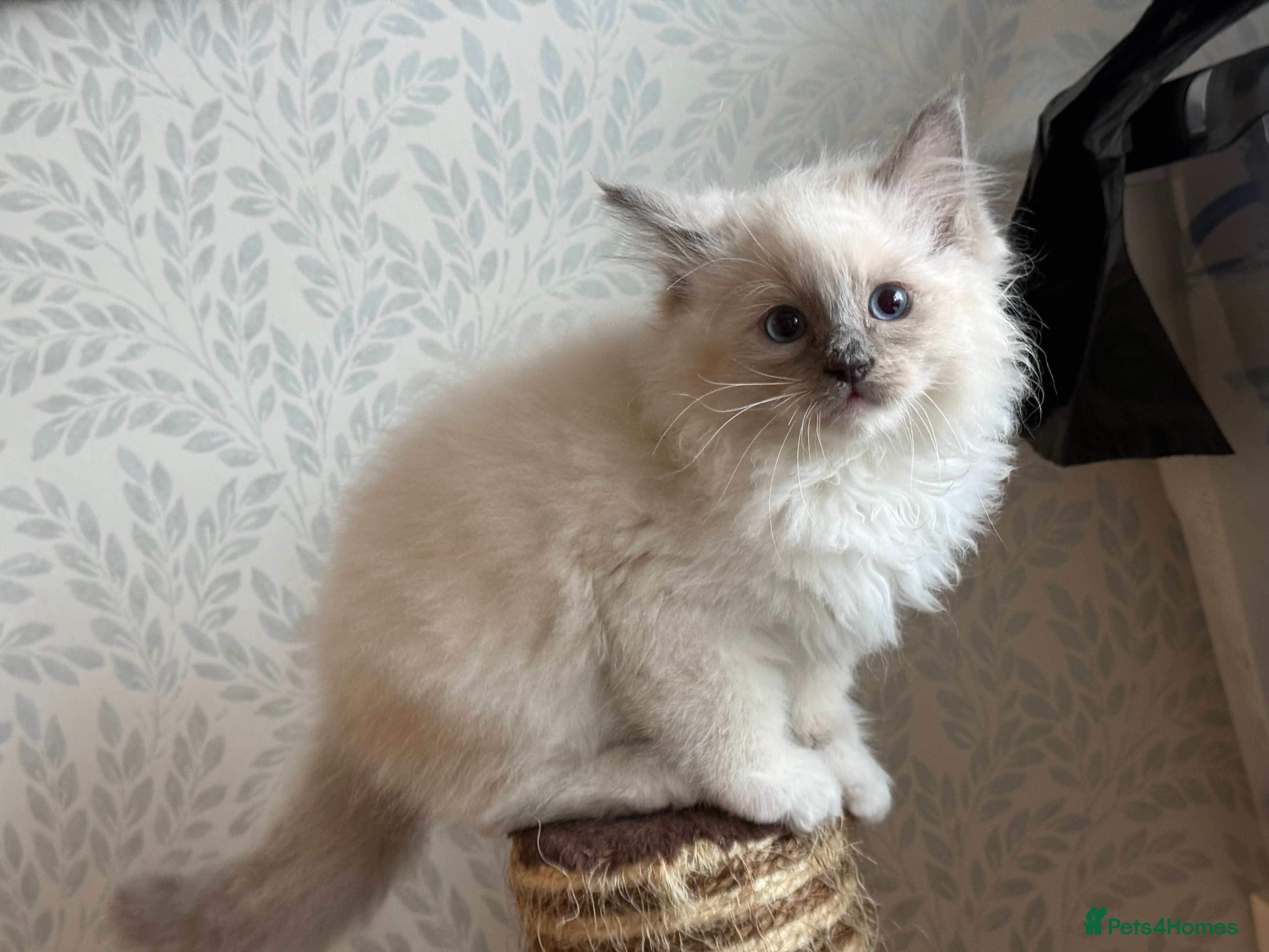 Ragdoll cats for sale: Perfect Blue Point Ragdoll kittens. - Advert 2