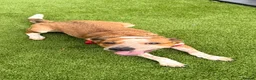 Mixed Breed dogs for sale: 🐾 Beautiful Mixed Breed Puppies ⭐ - Advert 12