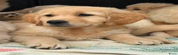 Golden Retriever dogs for sale: PUREBRED GOLDEN RETRIEVER PUPPIES – KC REGISTERED in Stamford - Advert 3