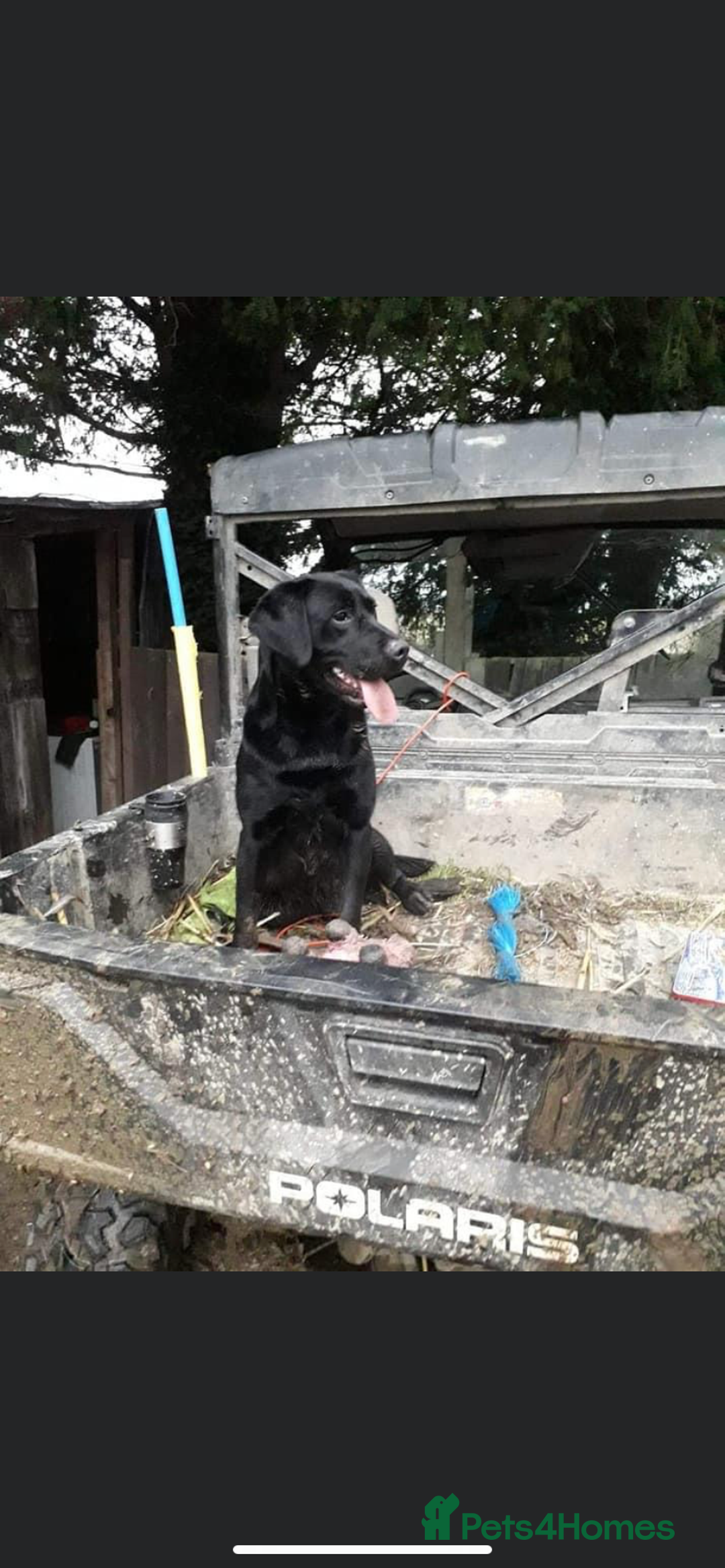 Labrador Retriever dogs for sale: Beautiful chunky labs  - Advert 12