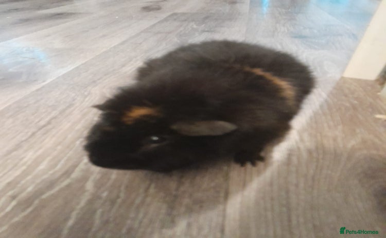 Guinea Pig rodents - Advert 2