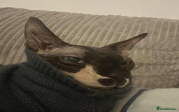 Sphynx cats for sale: Cute couple (Sphynx) - Image 1