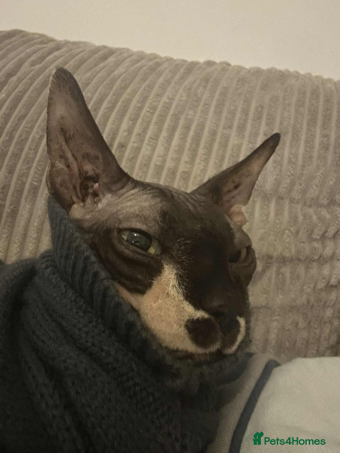 Sphynx cats for sale: Cute couple (Sphynx) - Image 1