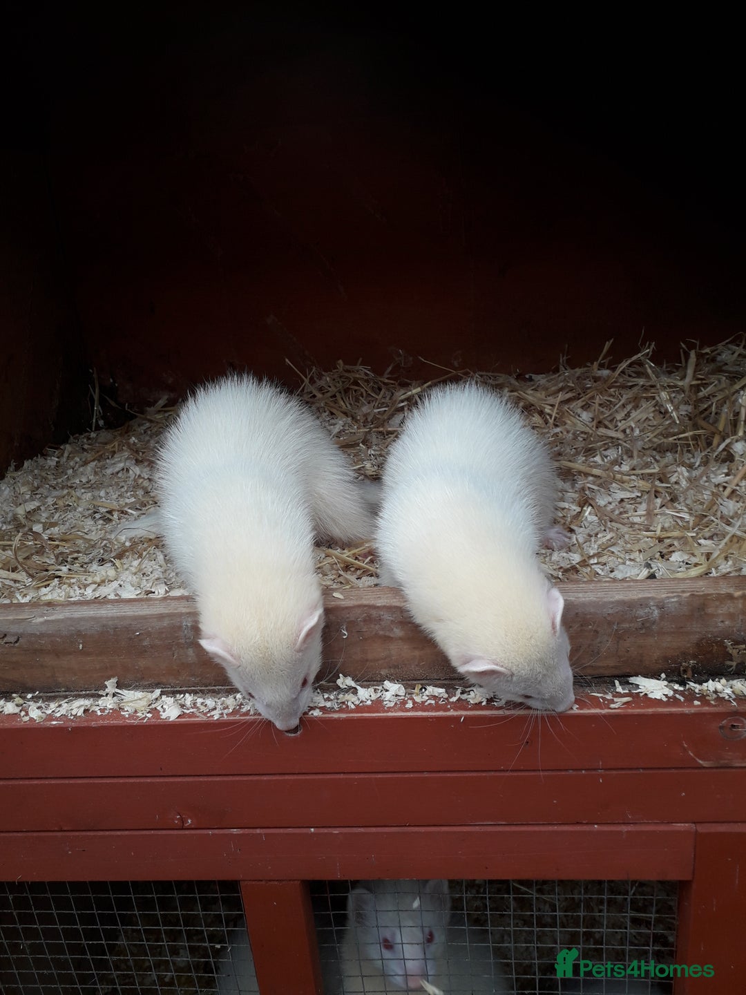 Ferret rodents for sale: Albino kits  - Image 6