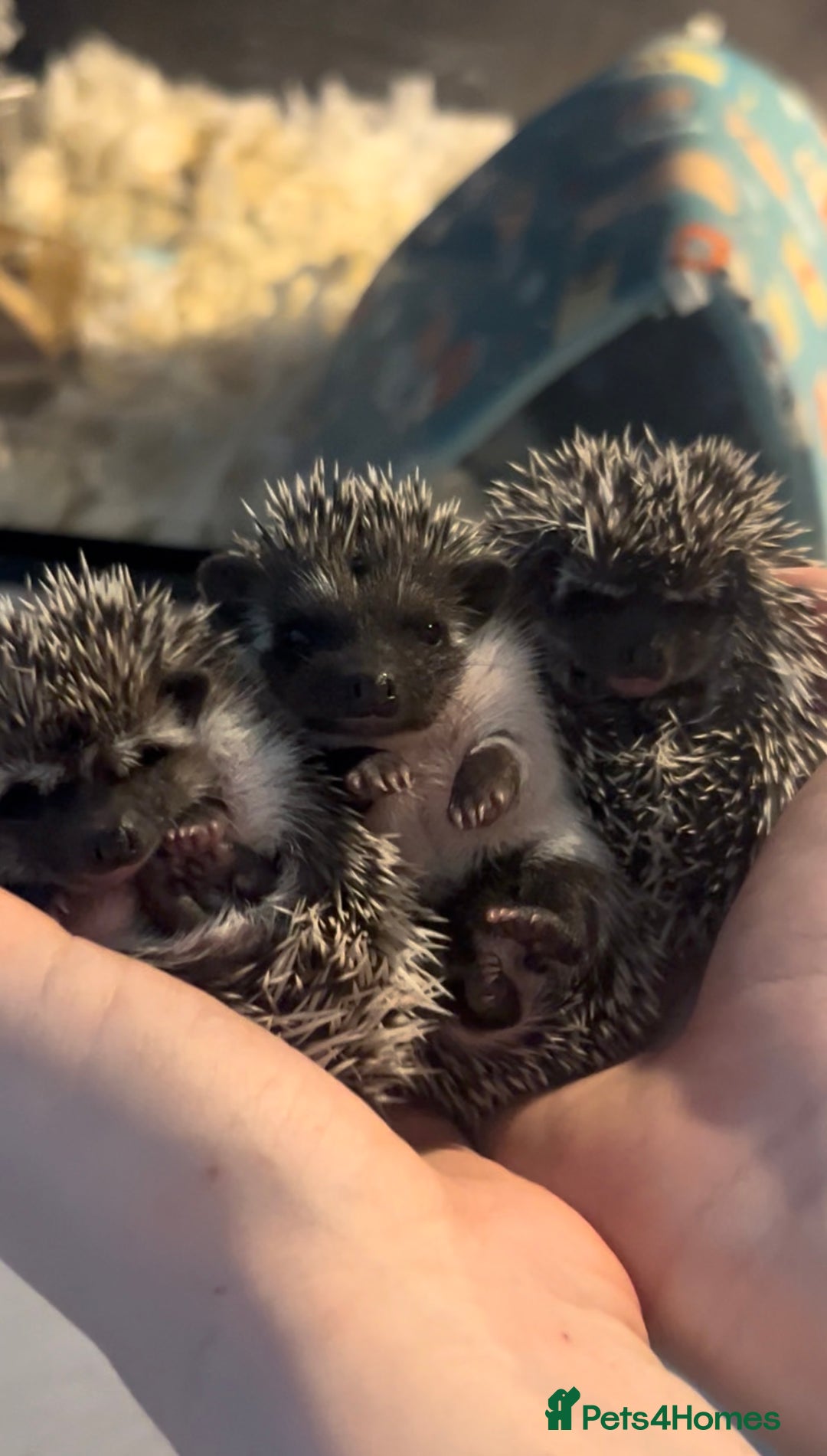 Pygmy Hedgehog rodents for sale: Gorgeous African Pygmy hoglets  - Advert 7