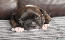Staffordshire Bull Terrier dogs for sale: KC Reg Staffy Pups – Beautiful Chunky Puppys - Image 12