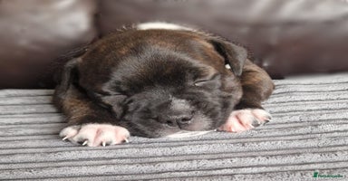 Staffordshire Bull Terrier dogs - Advert 13